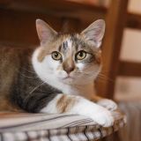 Безразличный кот с горящим хвостом стал самым популярным мемом 2020 года