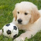 Игривый пес выбежал на футбольное поле и прервал матч