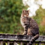 Госдума приняла во втором чтении проект о запрете изъятия домашних животных за долги