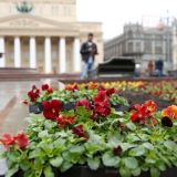 В этом году Москву украсят 54 миллиона цветов – Собянин