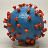 Быстрее размножается, проходит тяжелее: чем опасен выявленный в Москве индийский штамм коронавируса 