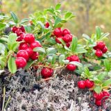 День святого Луппа: народные приметы в православный праздник 5 сентября