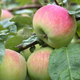 Артамонов день: традиции и обычаи 25 сентября