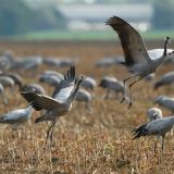 День иконы Божьей Матери 