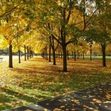 День Иона и Фока – Листопадная: Что нельзя делать 5 октября