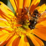 Савватий Пчельник: Что нельзя делать 10 октября