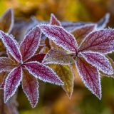 Ерофеев день: Традиции и приметы 17 октября 