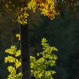 Филиппов день: традиции и приметы 24 октября