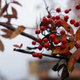 Праздник святого Садока: традиции и приметы 1 ноября