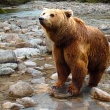 Житель Сочи снял на видео ворующего хурму медвежонка