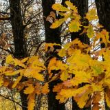 Праздник Димитрия Солунского: традиции и приметы 8 ноября