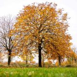 День Анастасии Овечницы и Аврамия Овчара: что нельзя делать 11 ноября