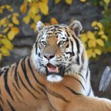 Прогуливающегося по обочине оживленной трассы тигра сняли на видео в России