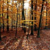 Ионов день: традиции и приметы 18 ноября