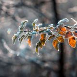 День памяти преподобного Феодора Студита: традиции и приметы 24 ноября