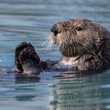 Захвативших корабль морских выдр сняли на видео в порту Северо-Курильска
