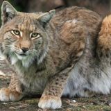 Рысь Сатик обласкал снежную фигуру медведя в Калининградском зоопарке