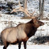 Воплощение грации: в лесу Марий Эл сняли гуляющего лося