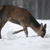 В Волгограде спасли застрявшего в заборе олененка