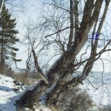 Никонов день: традиции и приметы 24 декабря