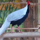 Семейную пару серебряных фазанов сняли на видео в воронежском зоопарке