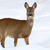В оренбургских заповедниках настороженная косуля попала на видео