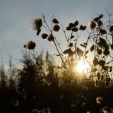 Лаптев день: народные приметы 22 февраля