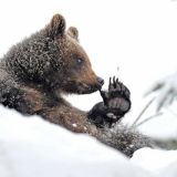 Борьба медведей со снежной стихией попала на видео