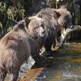 Мама бросила детенышей-медвежат: видео вызывает слезы