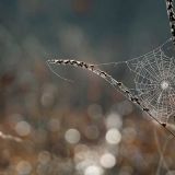 День Федора Тирона масленичная 