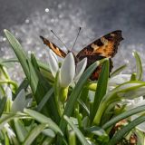 День апостолов Архипа и Филимона и масленичные 