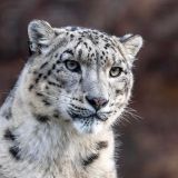 Уникальное явление попало на видео: Снежный барс приблизился к людям