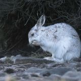 Белый заяц регулярно атакует дачу новосибирца: Непрошенного гостя сняли на видео