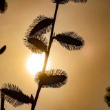 Тимофей Весновей и 