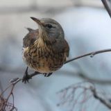 День Прокопа Перезимнего: что нельзя делать 12 марта