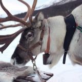 Вразрез с режимом: ночной перекус лося попал на видео