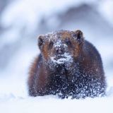 Вальяжно прогуливающуюся росомаху сняли на видео