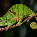Поедающий насекомых хамелеон попал на видео