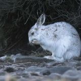 Константинов день: что нельзя делать 19 марта