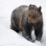 Учуял солонину: голодный медвежонок атаковал машину