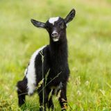 Попытка не удалась: Упавший с качелей козленок умилил народ