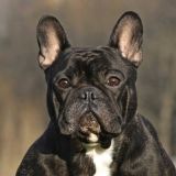 Пес-скейтер врезался в парня на самокате: Мешает! 