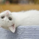 Умный кот разоблачил подставу хозяина: Это чертовски мило