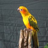 Милый попугай обалдел от количества наличных: видео