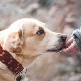 Знает 40 команд и играет в карты: талантливый пес устроился в клинику и помогает детям (видео)