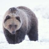 Беззаботно разгуливающие по Латвии медведи попали на видео 