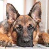 Диковинная овчарка спасла ребенка от падения в воду: видео