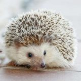 Кот шокирован наглостью невозмутимого ежа