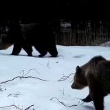 Попавшая на видео семья медведей шокировала ученых