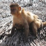 Банда мартышек учинила заварушку в аэропорту